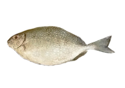 White-spotted Rabbitfish for CNY