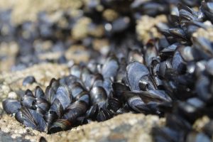mussels, shellfish, marine life-6553631.jpg