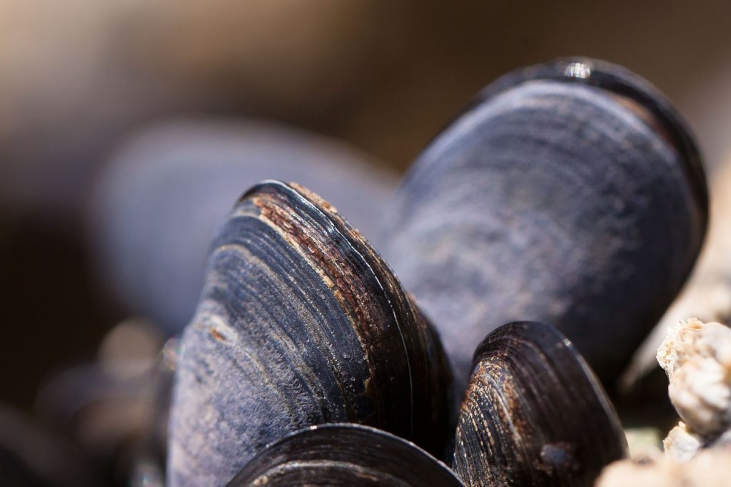 mussels, shells, seafood-419052.jpg