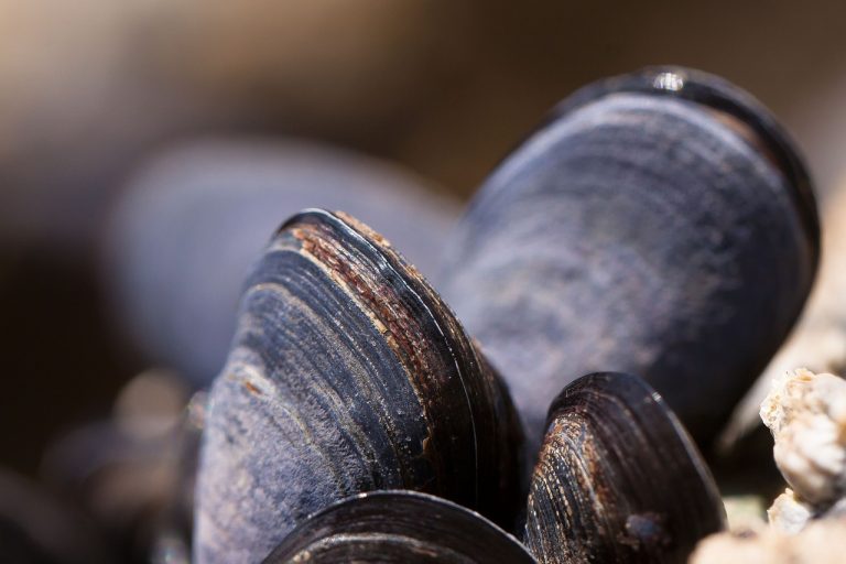 Can Mussels be eaten raw? - PickMe